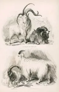 Four Horned And Common Goat, Cashmere Goat, Rocky Mountain Goat