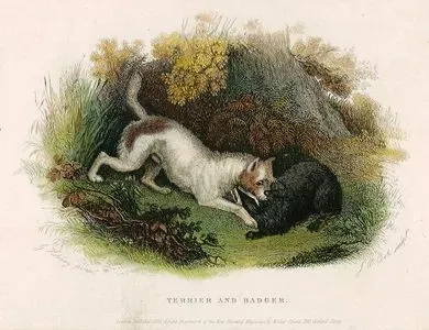 Terrier And Bagger