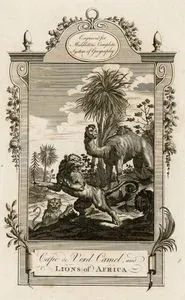 Cape De Verd Camel And Lions Of Africa