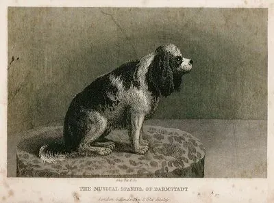 The Musical Spaniel Of Darmstadt