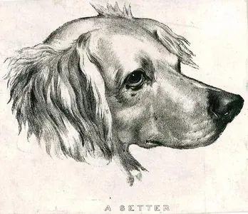 A Setter