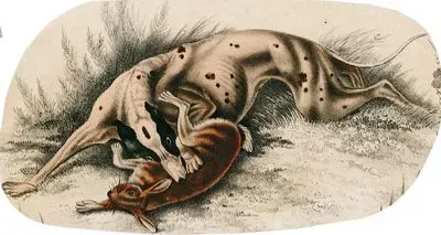 Dog-Rabbit