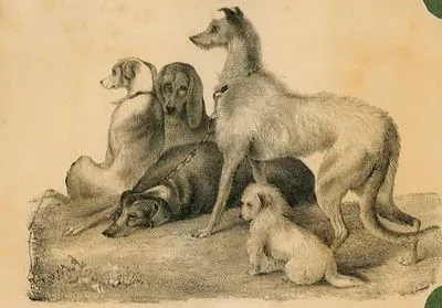 A Group Of Dogs