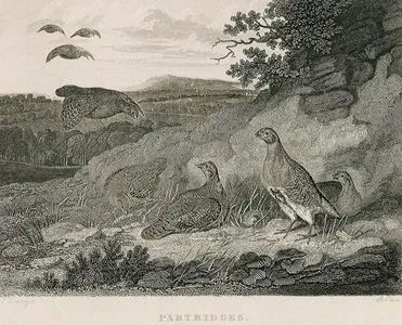 Partridges