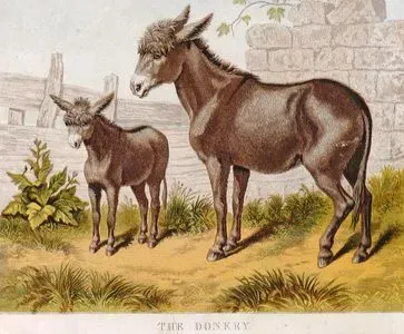 The Donkey