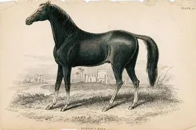 Dongola Race