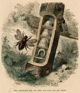 The Carpenter Bee, Its Nest And Food For Its Young
