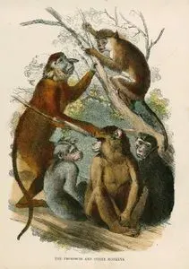 The Proboscis And Other Monkeys