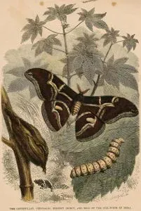 The Caterpillar, Chrysalis, Perfect Insect And Eggs Of Silk-Worm Of India