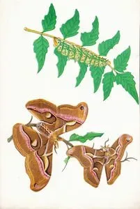 Butterfly And Caterpillar
