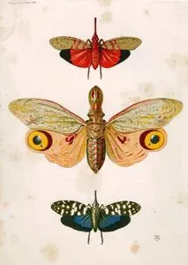 Butterflies