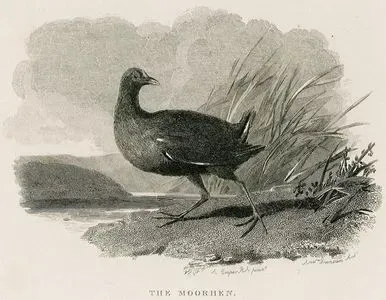The Moorhen