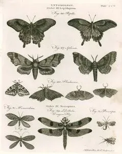 Entomology-Lepidoptera-26.Papilio 27.Sphinx 28.Phalaena-Neuroptera-29.libellula Dragon Fly 30.Hemerobius 31.Panorpa