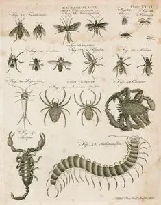 Entomology-Hymenoptera-32.Tenthredo 33.Ichneumon 34.Chrysis 35.Formica 36.Oestrus 37.Tipula 38.Asilus-Aptera-39.Lepisma 40.Aranea Spider
 41.Scorpio 42.Cancer 43.Scolopendra