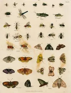 Gnats, Flies, Beetle, Dragon Fly, Locust, Grashopper, Wasps, Hornets, Bees, Drones, Butterflies, Moths