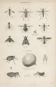 Entomology-Diptera-Ceria Conopsoides, Echinomyia Ferd, Bibio Pomonae, Henops Marginatus, Volucella Bombylans (male), Diopsis Ichneumonéa Telescope fly, Anthrax Morio, Tabanus Niger, Phasia Hemiptera, Sarcopsylla Penetrans or Chigoe, Pulex irritans Common Flea