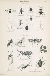 Entomology-Hemiptera-Tingis Vinarum, Lygaeus Punctum, Tetyra Nigrolineata, Syromastes Paradoxus, Water Boatman, Water-runner, Hydrometra Stagnorum, Naucoris Cimicoides, Ancyra Appendiculata, Achilus Flammeus, Lystra Pulverulenta, Chinese Lantern fly, Membracis Foliaceus, Aphis Rosae, Plant Lice Of The Rose, Coccus Cacti Cochineal Insect(Male)