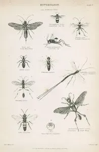Entomology-Hymenoptera-Australian Saw-fly, Tailed Wood-Wasp, Cockroach fly, Painted Ichneumon, Mutilla Coccinea, Celonites Apiformis, Great Ichneumon, Pelopaeus Spirifex, Scolia 4-Maculata, Spider-Wasp