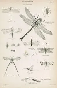 Entomology-Neuroptera-Small Dragon-fly, Great Dragon fly, Snake Fly, May-fly, Scropian Fly, Caddis Warm And Fly, Thread Winged Mernoptera, Ant Lion, Ascalaphus Barbarus