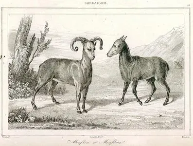 Mouflon et Mouflone-Sardaigne