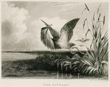 The Bittern