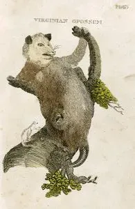 Virginian Opussum