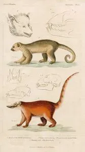 1.Head Of The White Benturong 2.Potos Caudivolvulus(The Prehensile Tailed Potta) 3.Nasua Rufa (The Red Coati)