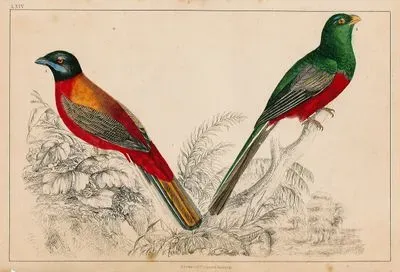 Birds