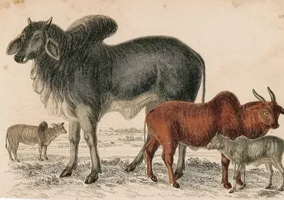 Bulls