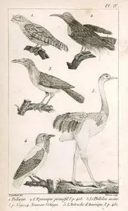 1.Podarge 2.L'Epimaque Promefil 3.Le Philedon Moine 4.Nouveau Cotinga 5.L'Autruche D'Amerique