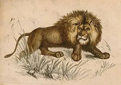 Lion
