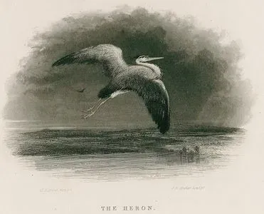 The Heron
