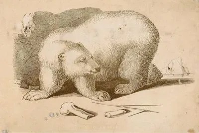 Bear