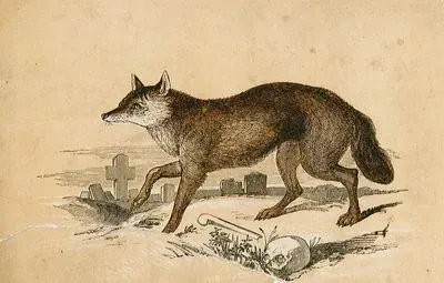 Fox