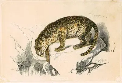 The Jaguar