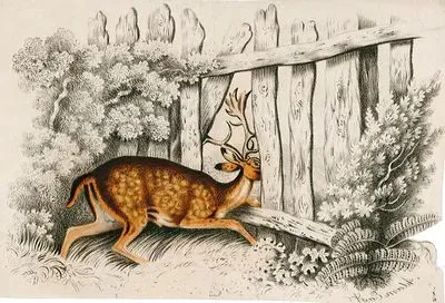 The Deer