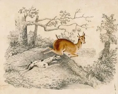 Deer And Dog