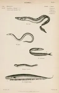 Fishes-The Conger, The Hyala, The Sand Launce, Montagus Gymnele, The Evenlipped Gymnote