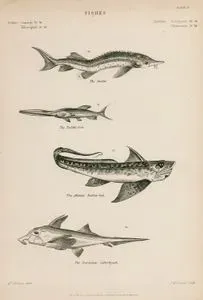 Fishes-The Sterlet, The Paddle Fish, The Atlantic Rabbit Fish, The European Callorhyuch