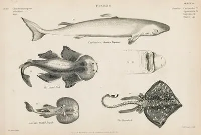 Fishes-Carcharias Guvrier's Requien, The Angel Fish, Galvanis Spotted Torpedo, The Thornback