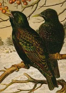 Starlings Eating Berries