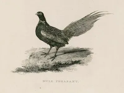 Mule Pheasant