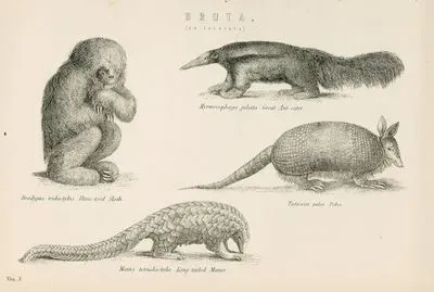 Bruta Or Edentata-Bradypus Tridactylus. Three-Toed Sloth, Myrmecophaga jubata, Tatusia peba. Peba, Manis tetradactyla. Long Tailed Manis.