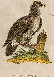 Bearded Vulture