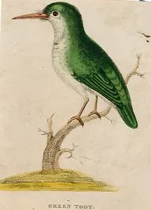 Green Tody