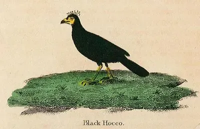 Black Hocco