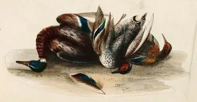 Duck