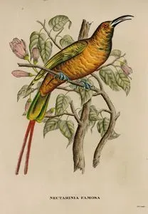 Nectarinia Famosa