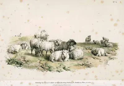 Sheeps