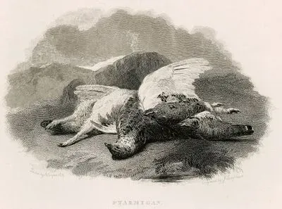 Ptarmigan